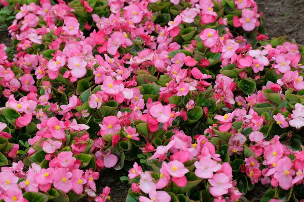 Les 10 Clés Essentielles pour Acquérir Votre Maison Idéale